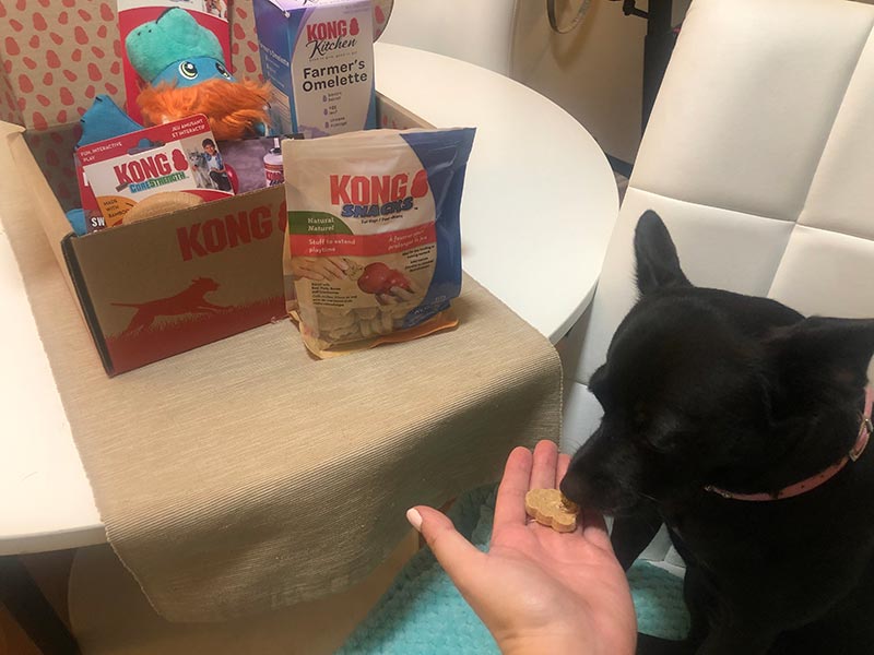 en black dog eating en kong snacks treat