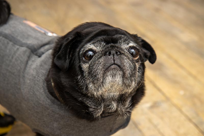 a black pug dog wearing a calming vest