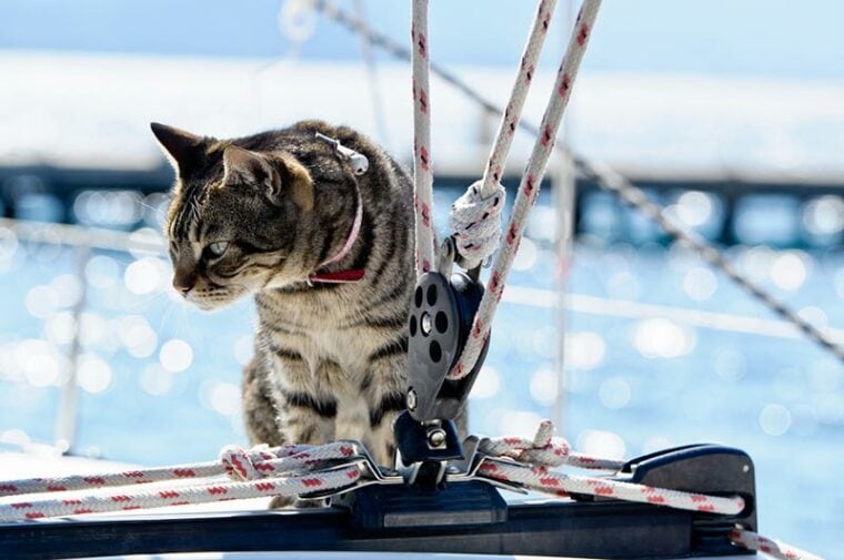 a cat on a yacht