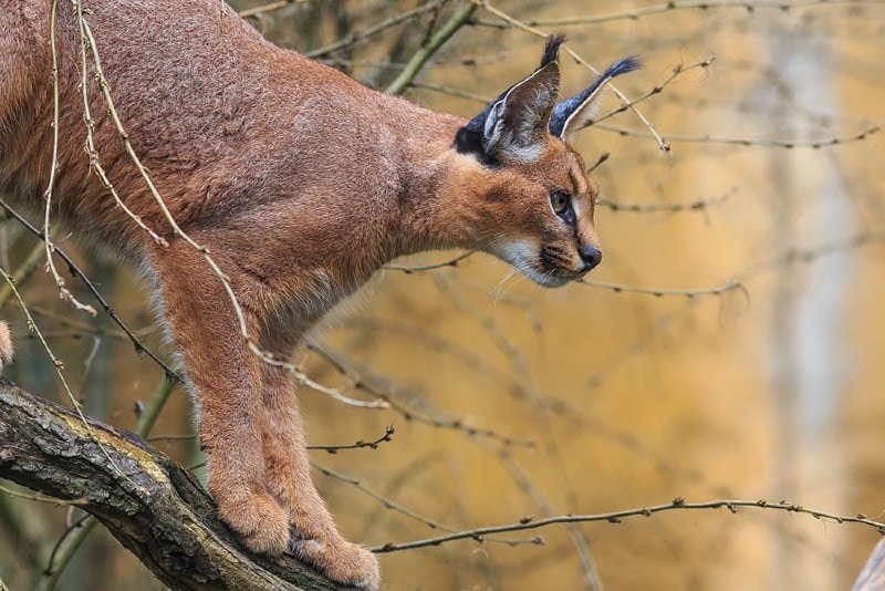 a desert lynx cat on a tree branch