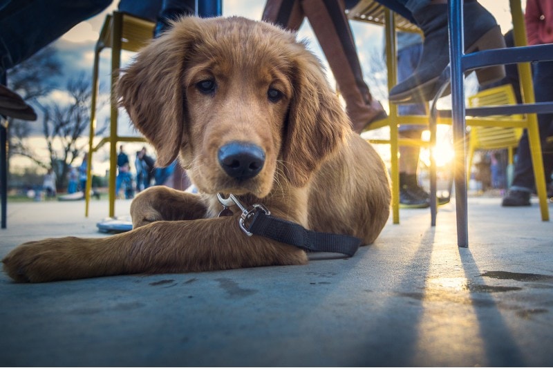 a dog lying under a restaurant table