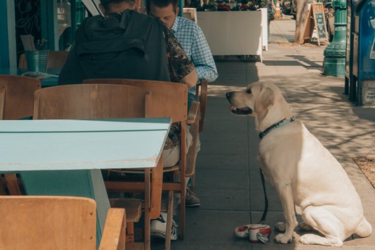 a dog sitting outside the restaurant with the pet owner