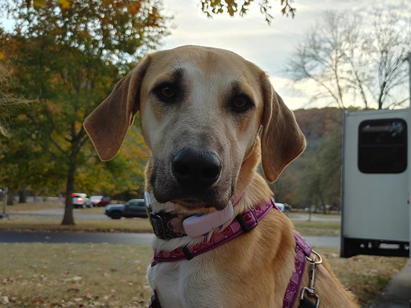 a dog wearing the tractive gps collar