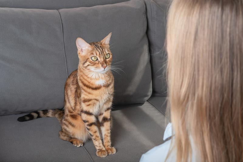 a domestic cat sitting on a sofa and looks at its owner