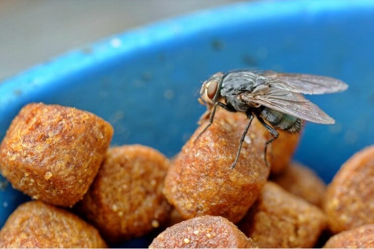 a fly in the cat food