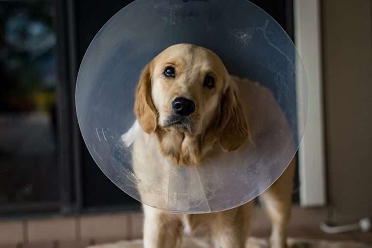 a golden retriever dog wearing a cone of shame