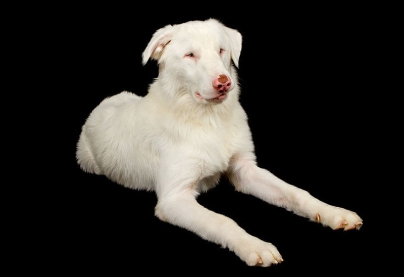 a lethal white australian shepherd dog