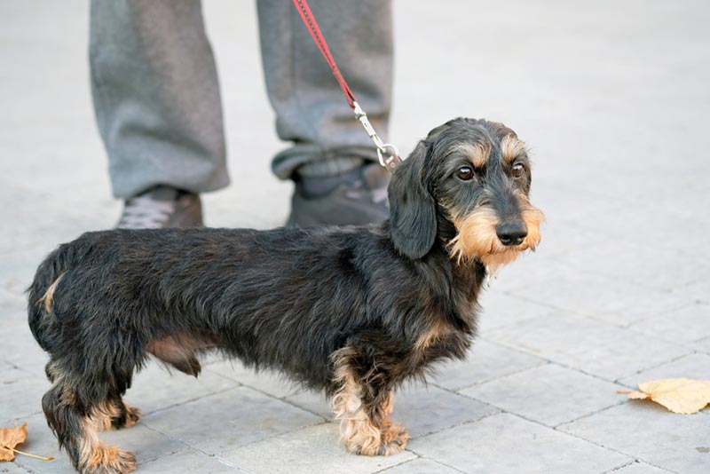 a male silky wire-haired dachshund dog on leash