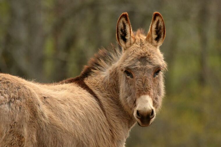 a miniature donkey with its ears perked up