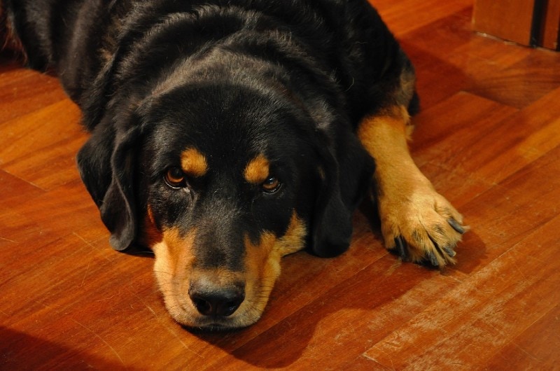 en rottweiler dog lying on the floor
