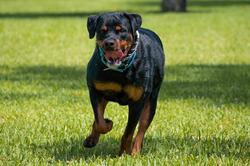 a Rottweiler Purr? Is It Common? | Keen