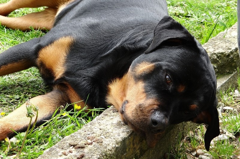 a sad rottweiler dog lying outside