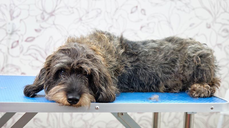 a silky wire-haired dachshund dog on a grooming table