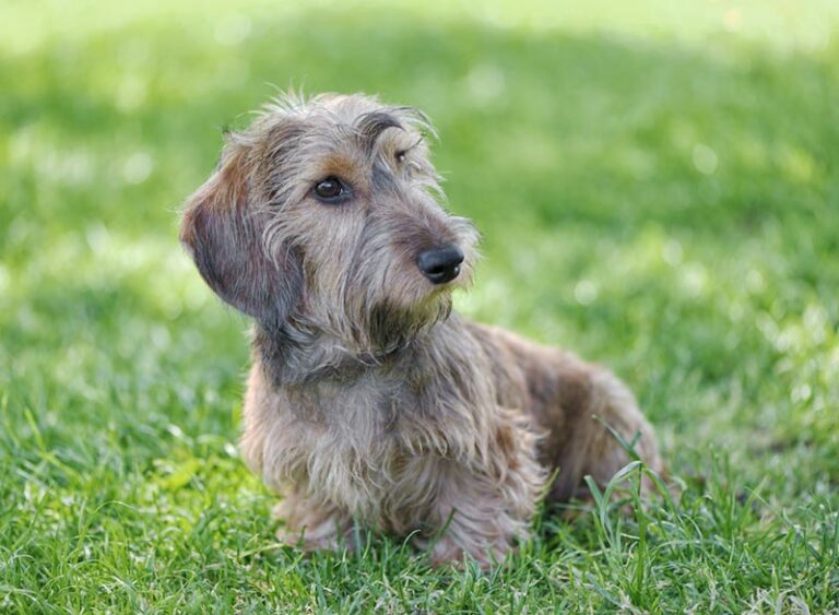 Silky Wire-Haired Dachshund: Facts, Origin & History (With Pictures ...
