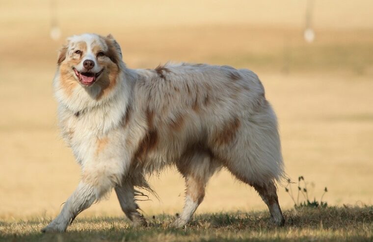 a smiling Australian Shepherd dog walking outdoor