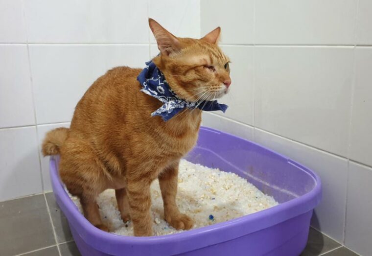 un gato atigrado que está estreñido usando una caja de arena