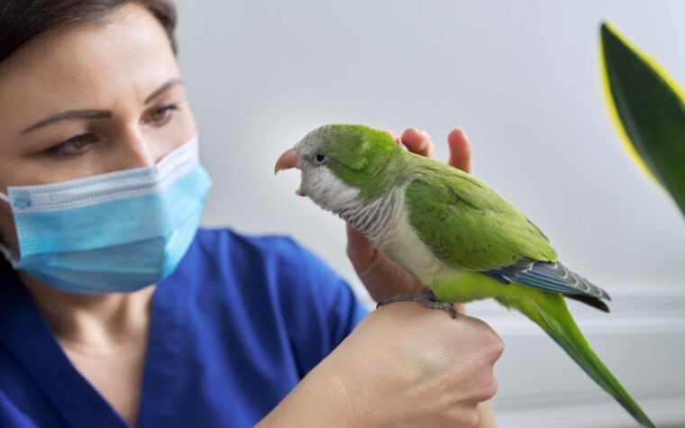a vet doctor examining a bird