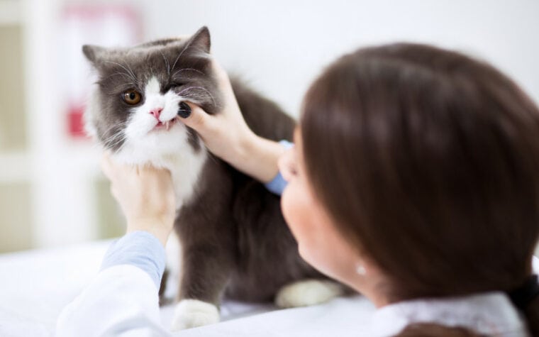 a vet examining a black and white cat's teeth