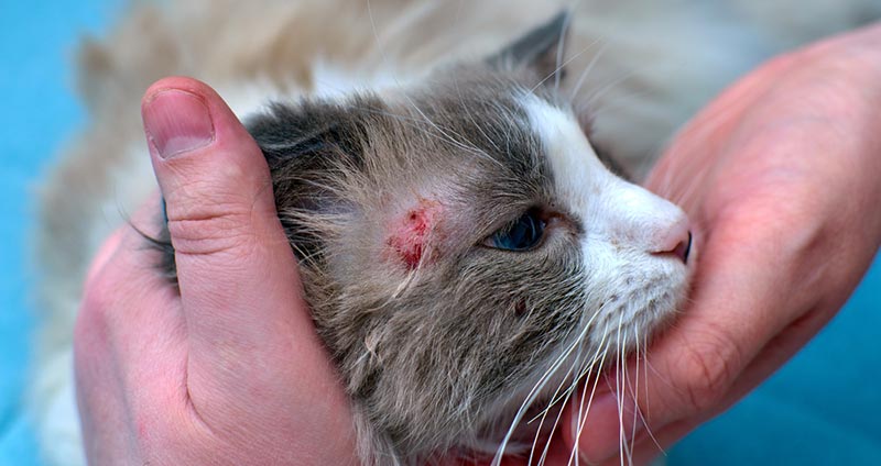 enfermedad alérgica de la piel en un gato doméstico