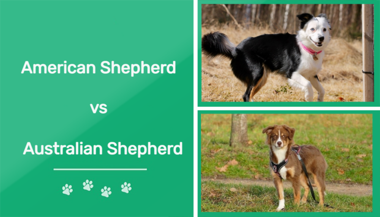 American Shepherd vs Australian Shepherd