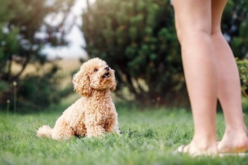 an obedient poodle toy dog sits on the grass looking at the owner