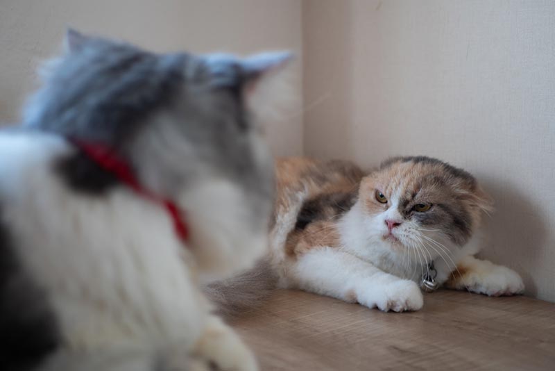 gato enojado silbando a otro gato