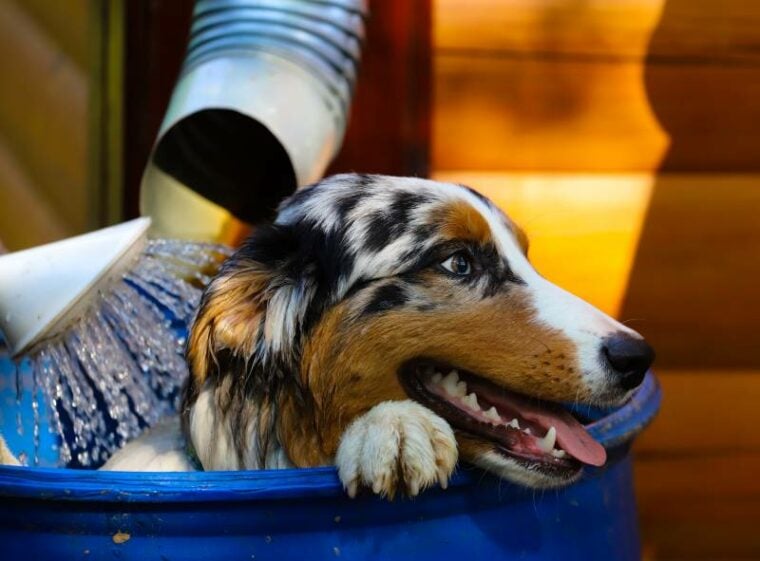 How to Get Skunk Smell off Your Dog: Guide, Safety Tips & FAQs | Pet Keen