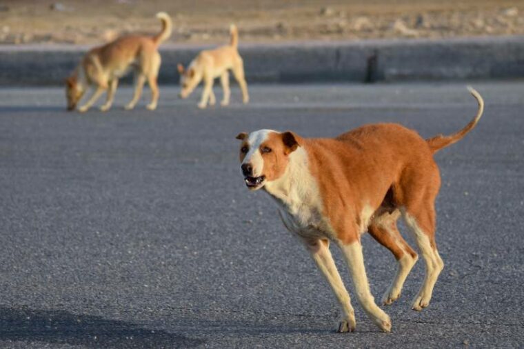 baladi stray dog chases a car