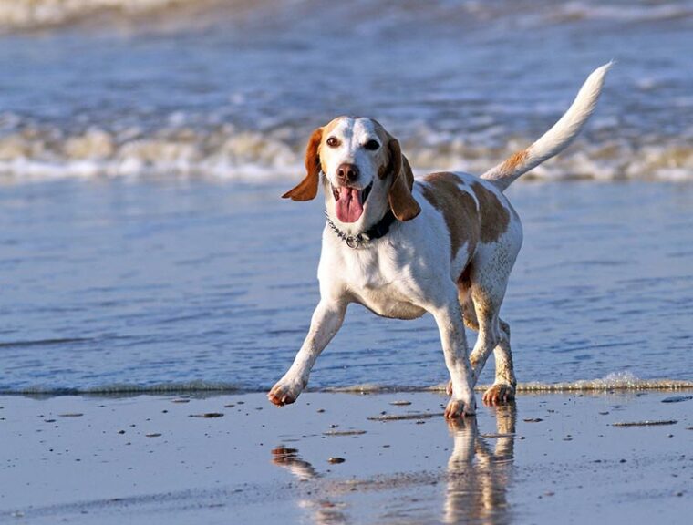 beagle dog at the beach