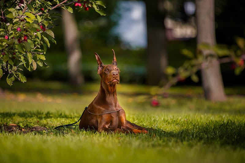 beautiful German Doberman Pincher red color, for a walk in the park
