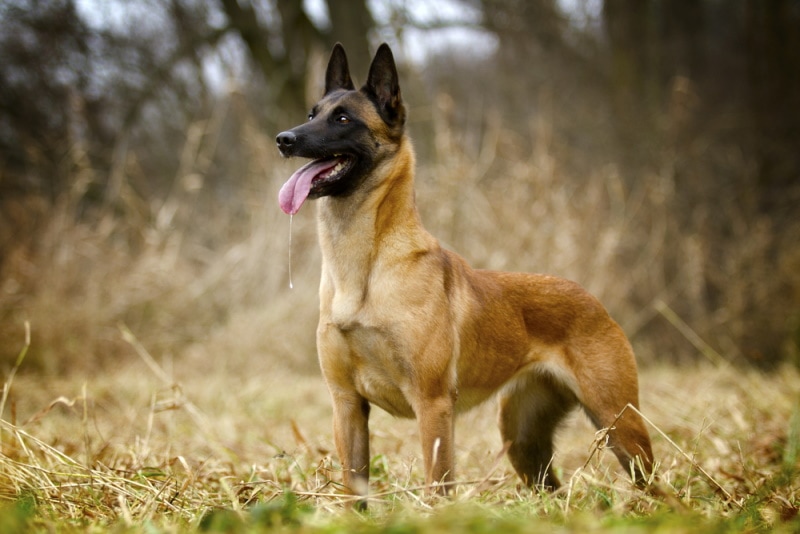 belgian malinois in the grass