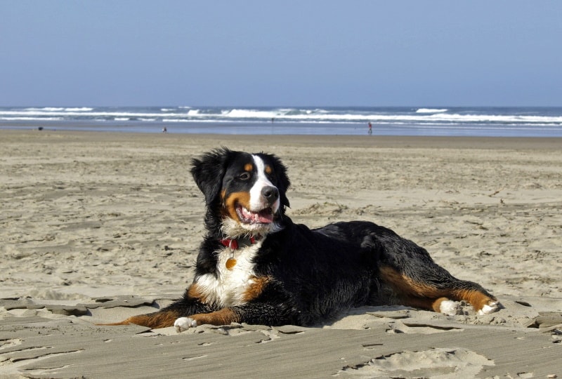 bernese mountain dog lying on the sand