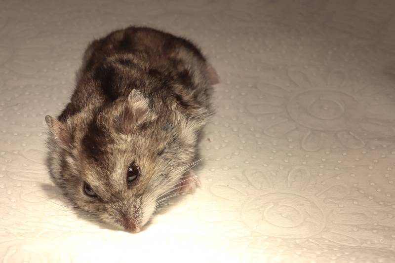black and grey hamster lying on a tissue