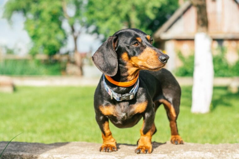 black and tan dachshund standing outdoor