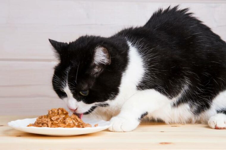 gato blanco y negro come comida líquida de un plato