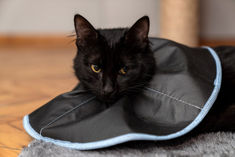 black cat wearing a cone collar