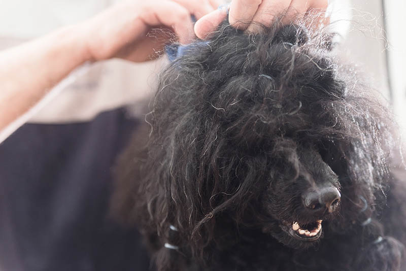 How to Shave a Dog with Matted Hair - 8 Tips & Tricks | Pet Keen
