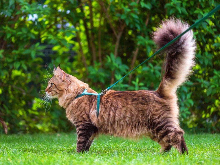 Black tabby Maine Coon with leash and harness