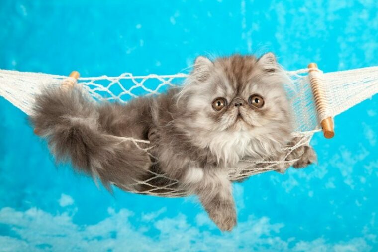 blue-parsian-kitten-on-a-hammock