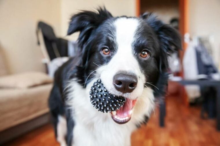El perro border collie tiene una pelota de juguete negra en la boca