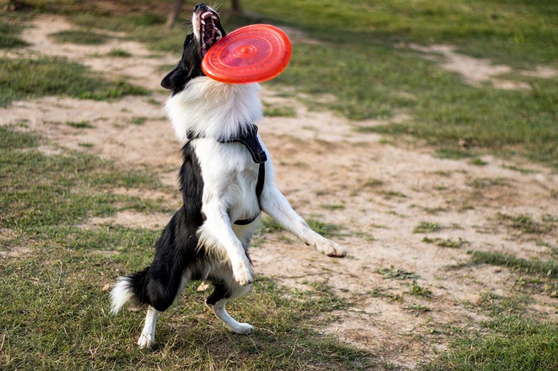 border collie dog playing with frisbee