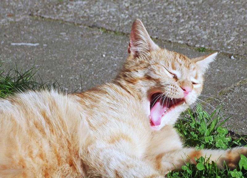 bored orange cat lying on the ground yawning