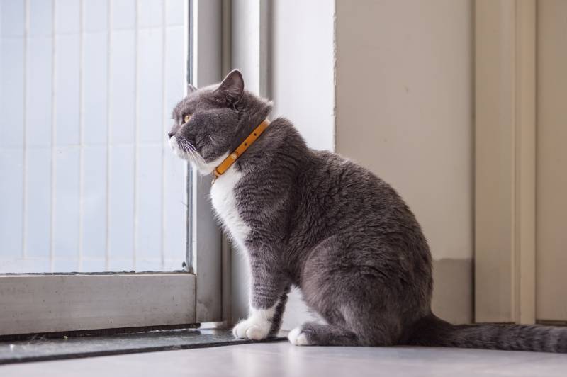 british short hair cat shot indoors