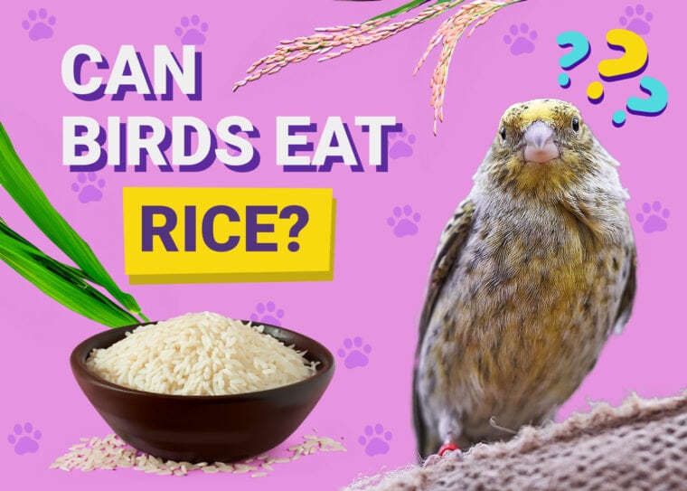 Can Birds Eat Rice