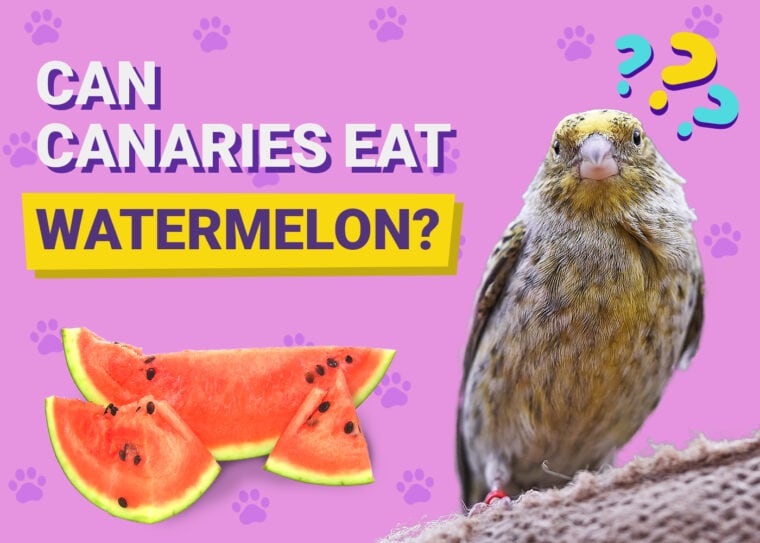 Can Canaries Eat Watermelon