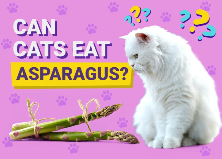 Can Cats Eat Asparagus