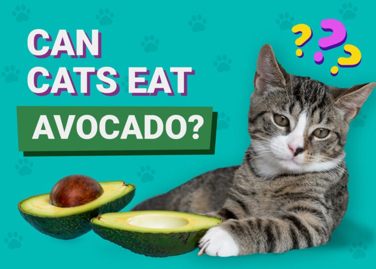 Can Cats Eat Avocado