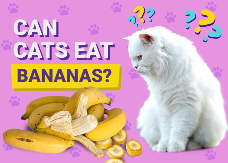 Can Cats Eat Banana