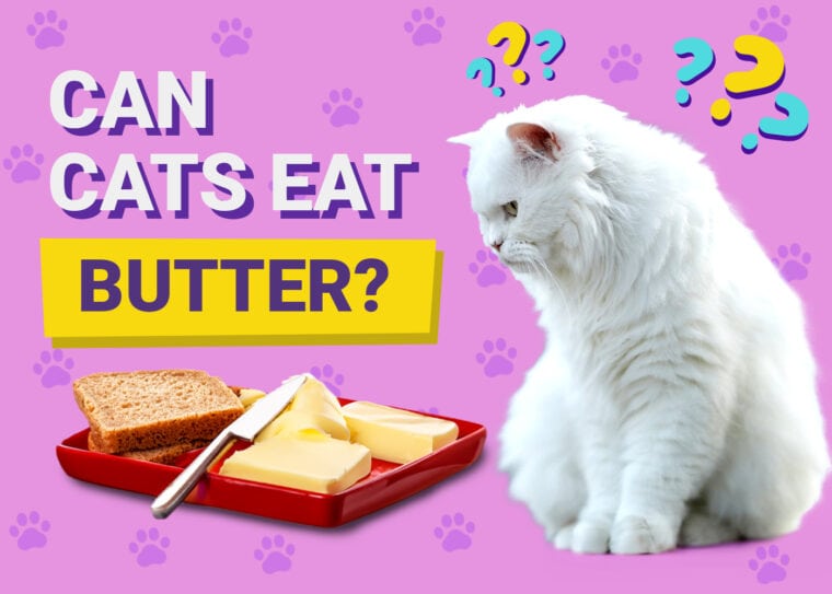 Can Cats Eat Butter