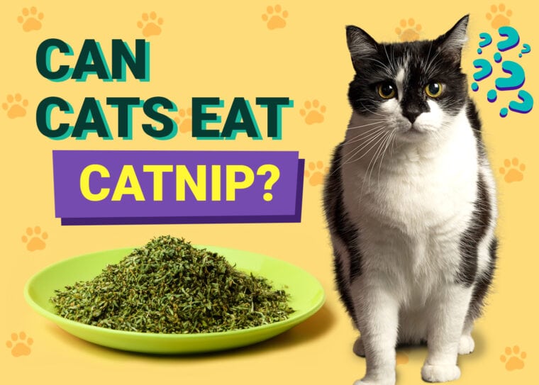 Can Cats Eat Catnip